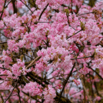 Viburnum bodnantese 'Dawn'