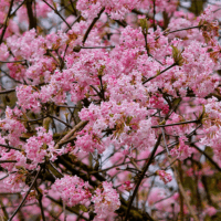Viburnum bodnantese 'Dawn'