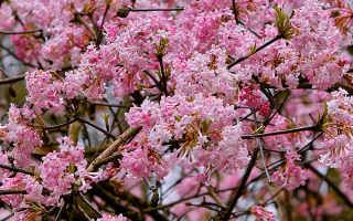 Viburnum bodnantese 'Dawn'