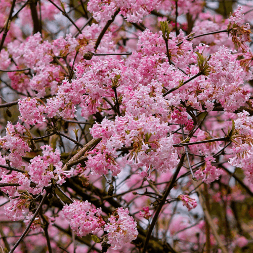 Viburnum bodnantese 'Dawn' - Obrázek 1