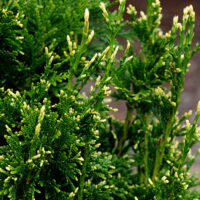 Thuja plicata 'Can–Can' v. 25–30 CM