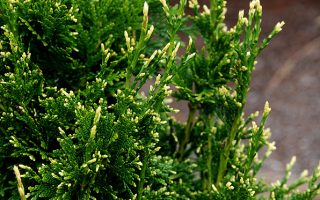 Thuja plicata 'Can–Can' v. 25–30 CM