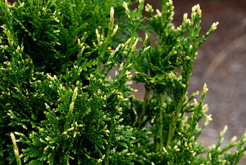 Thuja plicata 'Can–Can' v. 25–30 CM - Obrázek 1