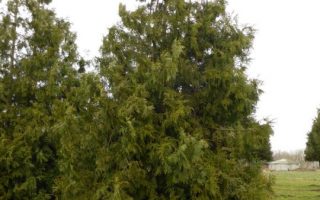 Thujopsis dolobrata 25–30 CM