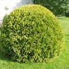 Thuja occidentalis 'Danica' - Kontejner 2 l