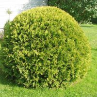 Thuja occidentalis 'Danica'