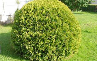 Thuja occidentalis 'Danica'