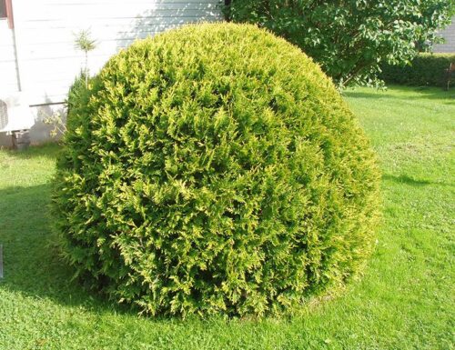 Thuja occidentalis 'Danica' - Obrázek 1