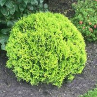 Thuja occ. 'Mirjam' 20–25 CM
