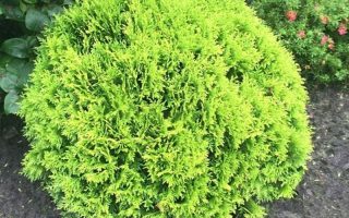 Thuja occ. 'Mirjam' 20–25 CM