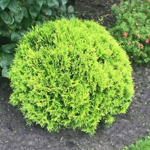 Thuja occ. 'Mirjam' 20–25 CM - Obrázek 1