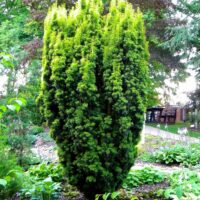 Taxus baccata 'Fastigiata Aurea'