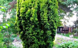 Taxus baccata 'Fastigiata Aurea'