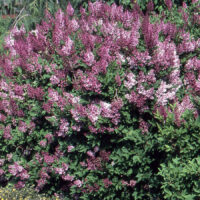Syringa patula 'Miss Kim' 20–30 cm