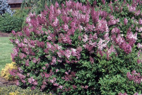 Syringa patula 'Miss Kim' 20–30 cm - Obrázek 1