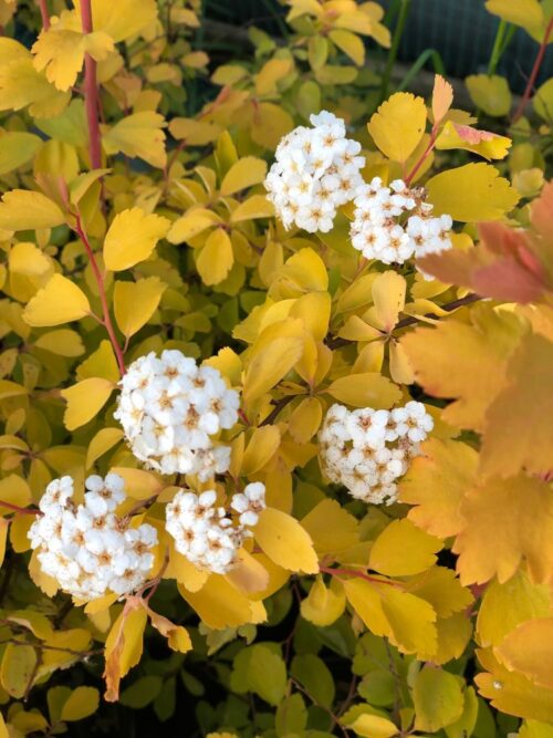 Spiraea vanhouttei 'Gold Fontain' 20–30 cm - Obrázek 1