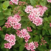 SPIRAEA JAPONICA 'Little Princess'