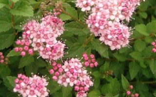 SPIRAEA JAPONICA 'Little Princess'