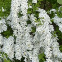 Spiraea cinerea 'Grefsheim' 30–40 CM