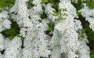 Spiraea cinerea 'Grefsheim' 30–40 CM