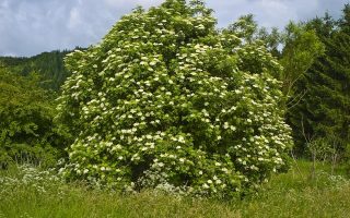 Sambucus nigra 'Haschberg'