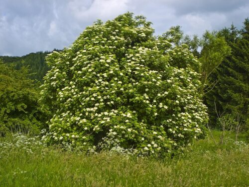 Sambucus nigra 'Haschberg' - Obrázek 1