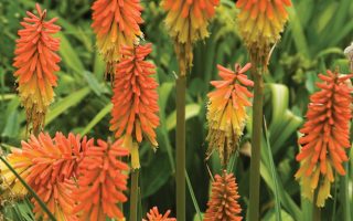 Kniphofia uvaria 'Flamenco'