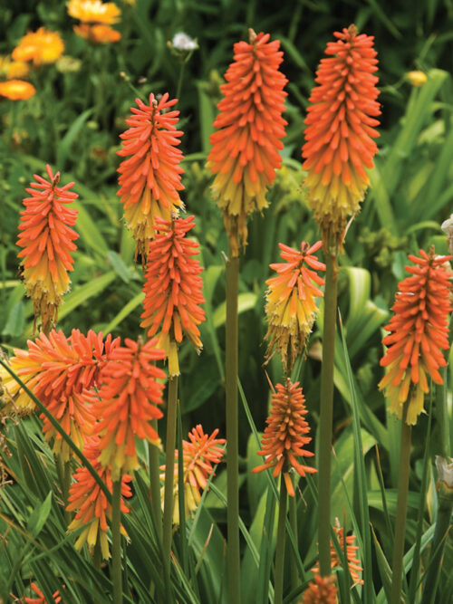 Kniphofia uvaria 'Flamenco' - Obrázek 1