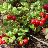 Vaccinium macrocarpon