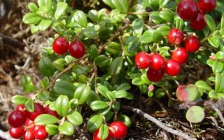 Vaccinium macrocarpon