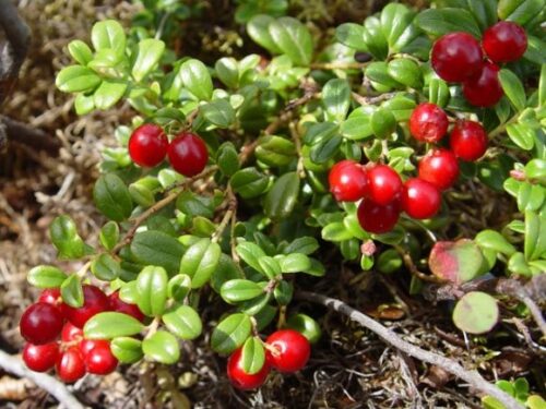 Vaccinium macrocarpon - Obrázek 1