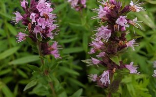 Hyssopus officinalis 'Roseus'