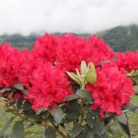 RHODODENDRON hybr. 'Erato' 30–40 CM