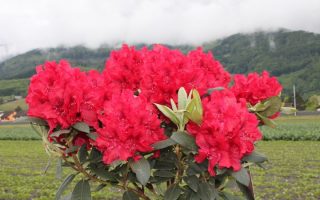 RHODODENDRON hybr. 'Erato' 30–40 CM