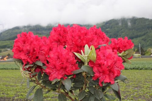 RHODODENDRON hybr. 'Erato' 30–40 CM - Image 1