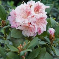 RHODODENDRON hybr. 'Double Dots' 30–40 CM