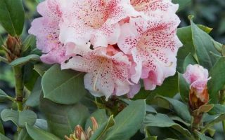 RHODODENDRON hybr. 'Double Dots' 30–40 CM