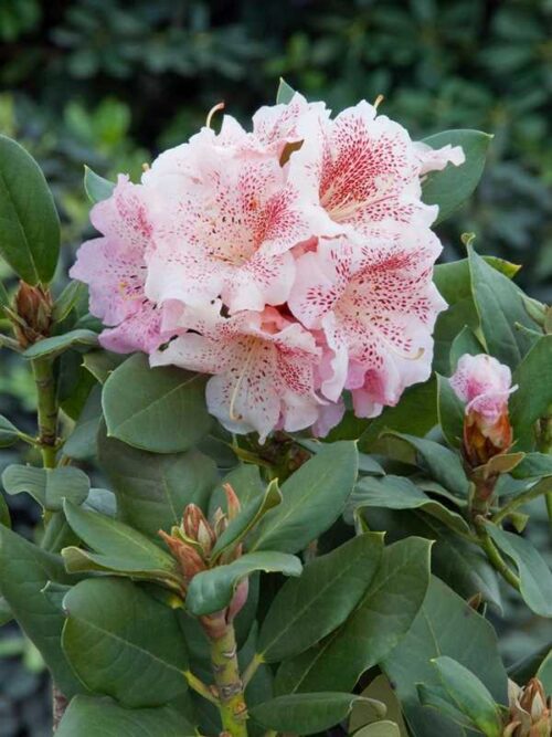 RHODODENDRON hybr. 'Double Dots' 30–40 CM - Image 1