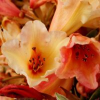 Rhododendron (T) 'Jingle Bells' 30–40 cm