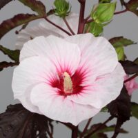 Hibiscus moscheutos 'Carousel Jolly Heart'