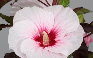 Hibiscus moscheutos 'Carousel Jolly Heart'