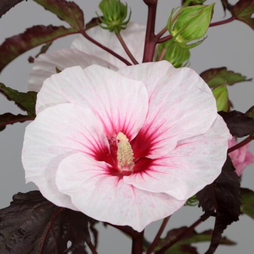 Hibiscus moscheutos 'Carousel Jolly Heart' - Obrázek 1