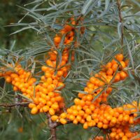 Hippophae rhamnoides Pollmix–samčí