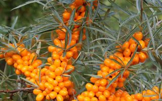 Hippophae rhamnoides Pollmix–samčí
