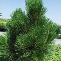 Pinus heldreichii (syn. p.leucodermis) 'Malinki'