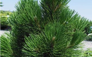 Pinus heldreichii (syn. p.leucodermis) 'Malinki'