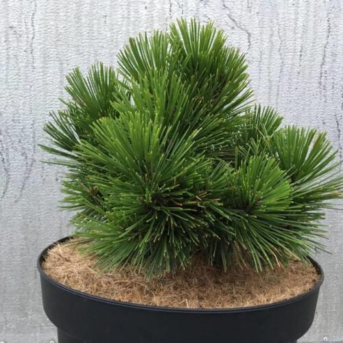 Pinus heldreichii 'Pirin' 25–30 cm, výška po 10 letech – 40 CM - Image 1