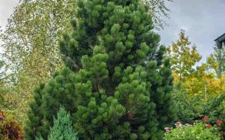 Pinus heldreichii 'Compact Gem'