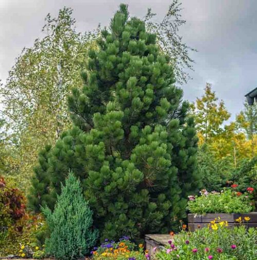 Pinus heldreichii 'Compact Gem' - Obrázek 1