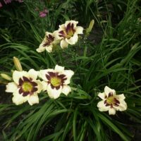 Hemerocallis hybrida DENIVKA – 'Moonlit Masquerade', P 13